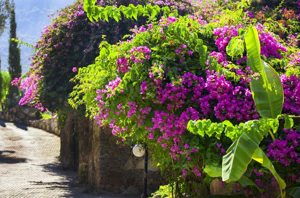 Paradise Garden Hotel Oludeniz Eksteriør bilde